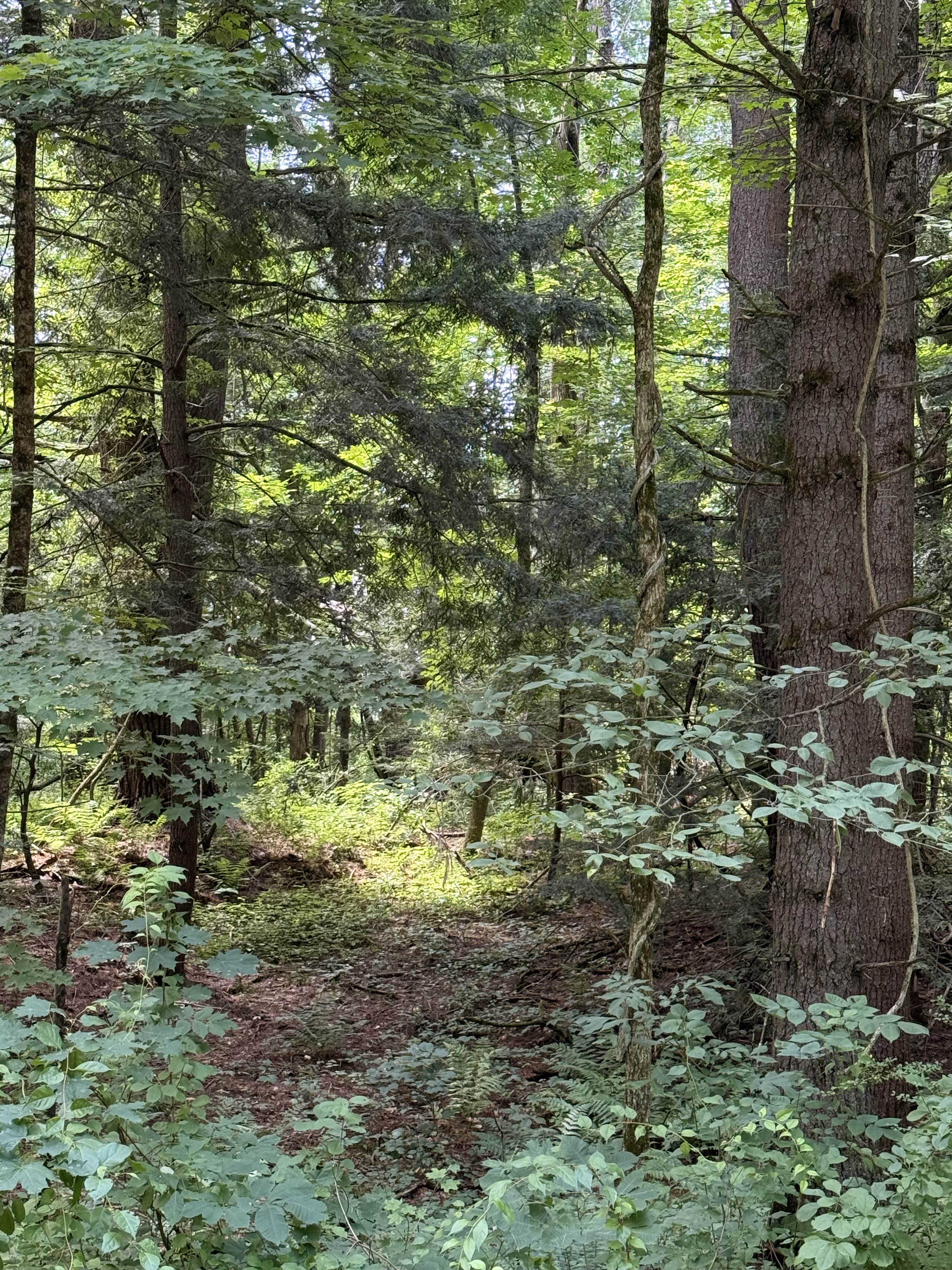 Dense Forest Canopy at 0 Furnace Road